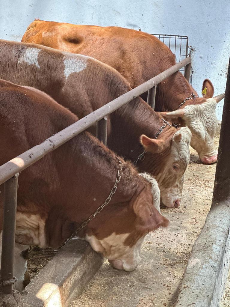 Resul Çiftlik Adaklık ve Kurbanlık